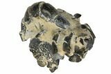 Fossil Mud Lobster (Thalassina) - Australia #109299-3